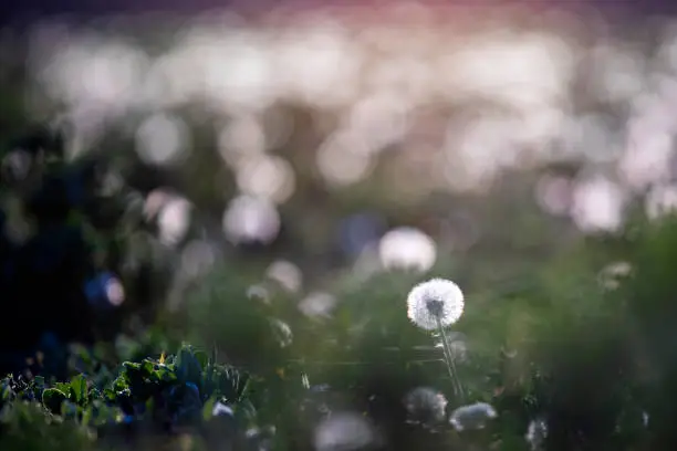 White fluffy dandelions, natural spring background, selective focus.