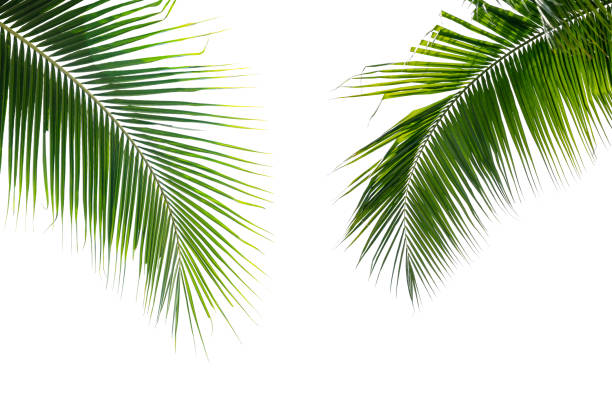 istock Coconut palm leaves on white background 1318599519
