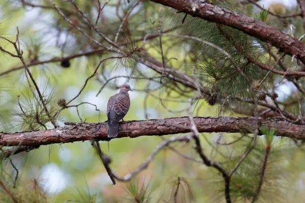 Photo of Bird : Adult Oriental turtle dove or rufous turtle dove (Streptopelia orientalis)