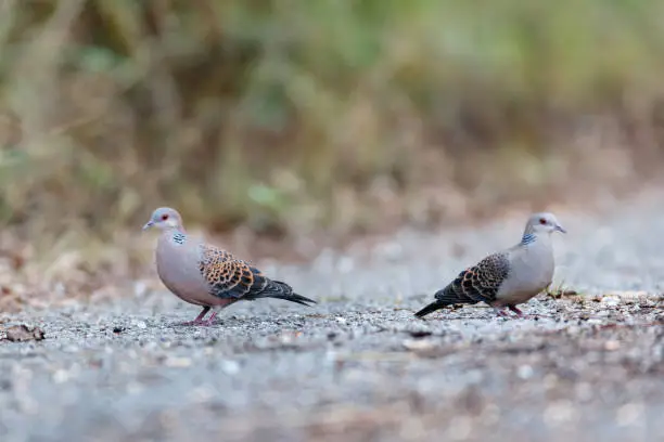 Photo of A couple of adult Oriental turtle dove or rufous turtle dove (Streptopelia orientalis)