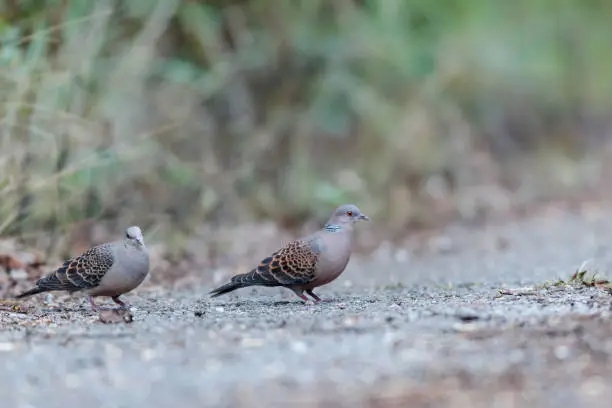 Photo of A couple of adult Oriental turtle dove or rufous turtle dove (Streptopelia orientalis)