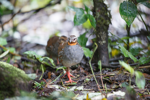 A flock of beautiful juvenile of Rufous-throated partridge, low angle view, front shot, in the morning in rainy season foraging on the wet grounds covering with fallen twig in national park of tropical moist montane forest, northern Thailand.