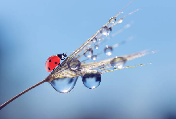 Water drops and ladybug on a dandelion seed close up. Nature background.