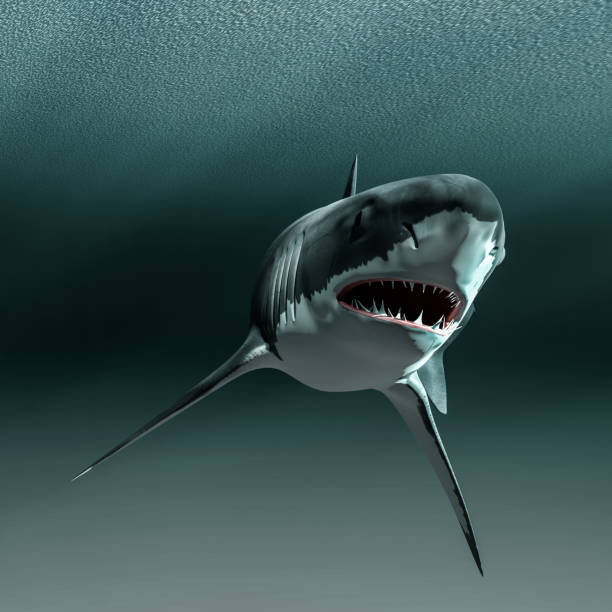 istock shark swimming in the ocean 1318603366