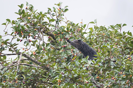 A bizarre animal, adult Binturong also known as bearcat, uprisen angle view, side shot, in the morning foraging on the branch of the abundance fruit tree in nature of the national park in tropical moist rainforest, the wildlife sanctuary in southern Thailand.