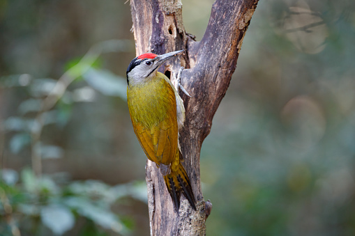 Beautiful adult male Grey-headed woodpecker, grey-faced woodpecker or Black-naped woodpecker, uprisen angle view, rear shot, perching on the tree trunk with a ant in beak in nature of tropical forest, in national park of central Thailand.