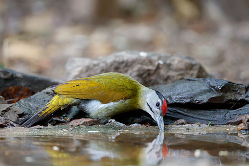 Beautiful adult male Grey-headed woodpecker, grey-faced woodpecker or Black-naped woodpecker, low angle view, side shot, eating water in the stream in nature of tropical forest, in national park of central Thailand.