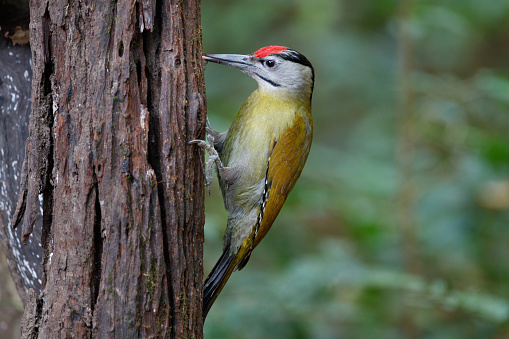 A female Crimson Crested Woodpecker is seen with her baby chick.  The adult female Crimson Crested Woodpecker with her baby chick is perching on a tree trunk in front of her nest in the tree.  The baby chick woodpecker's head is partially out of the hole.  The male Crimson Crested Woodpecker is seen on a tree in the background.