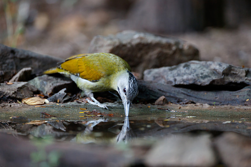 Beautiful adult female Grey-headed woodpecker, grey-faced woodpecker or Black-naped woodpecker, low angle view, front shot, in the morning eating water on the wild stream in nature of tropical forest, in national park of central Thailand.