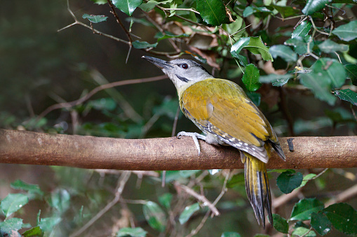 Beautiful adult female Grey-headed woodpecker, grey-faced woodpecker or Black-naped woodpecker, low angle view, rear shot, in the morning perching on the big branch in nature of tropical forest, in national park of central Thailand.