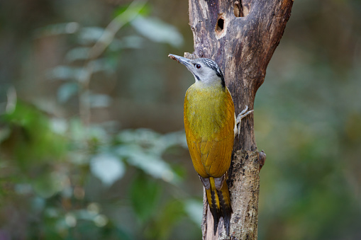 Beautiful adult female Grey-headed woodpecker, grey-faced woodpecker or Black-naped woodpecker, uprisen angle view, rear shot, in the morning perching and foraging with food in beak on the tree trunk in nature of tropical forest, in national park of central Thailand.