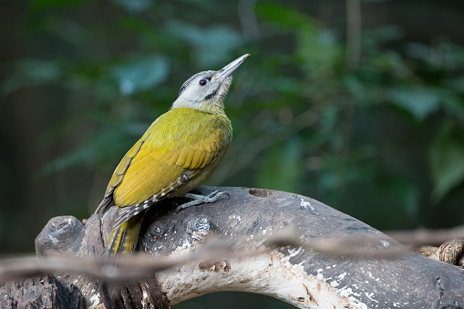 Beautiful adult female Grey-headed woodpecker, grey-faced woodpecker or Black-naped woodpecker, low angle view, rear shot, in the morning sitting on the curved branch in nature of tropical forest, in national park of central Thailand.