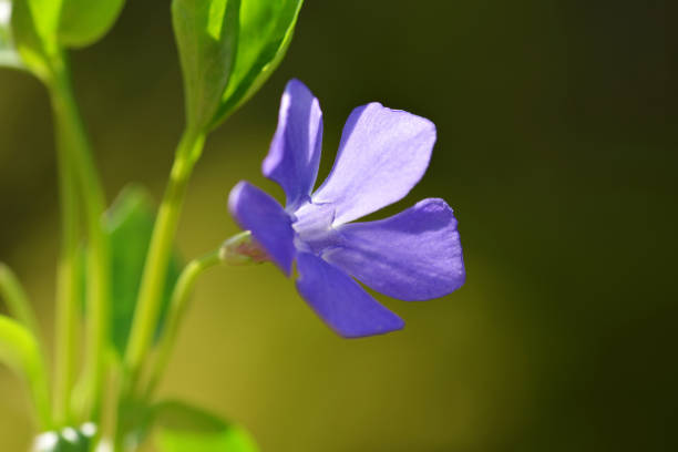 istock Blue flower Periwinkle (Vinca minor) close up. 1318605067