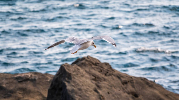 istock Sea gull, Larus marinus, flies over blue water. 1318605436