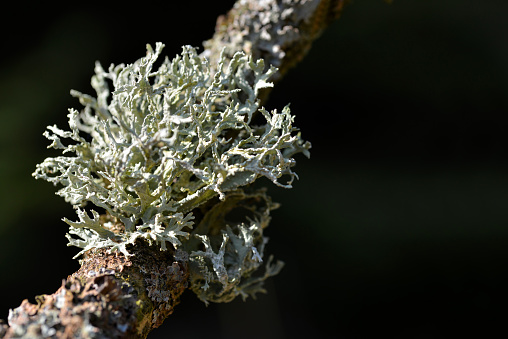Lichen Oakmoss ( Evernia prunastri ) on a tree trunk. Nature background.