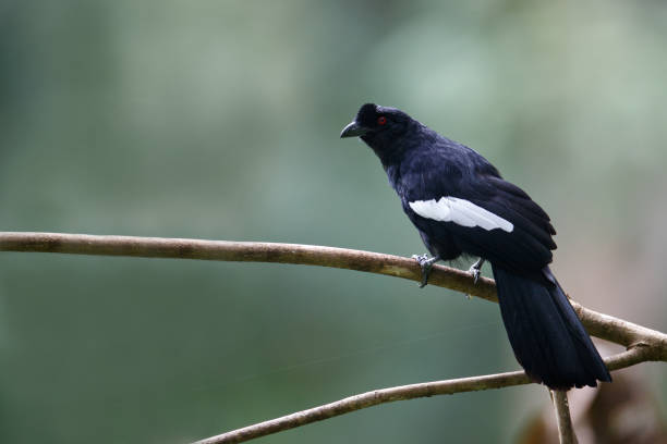 istock Bird : adult Malayan black magpie (Platysmurus leucopterus) 1318606402