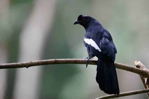 istock Bird : adult Malayan black magpie (Platysmurus leucopterus) 1318606412