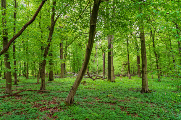 istock Lookout in a natural green forest 1318606579