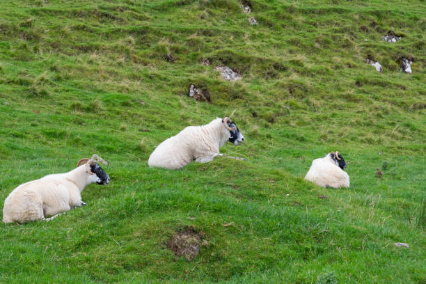 istock Scottish blackface sheep on the Isle of Skye 1318606605