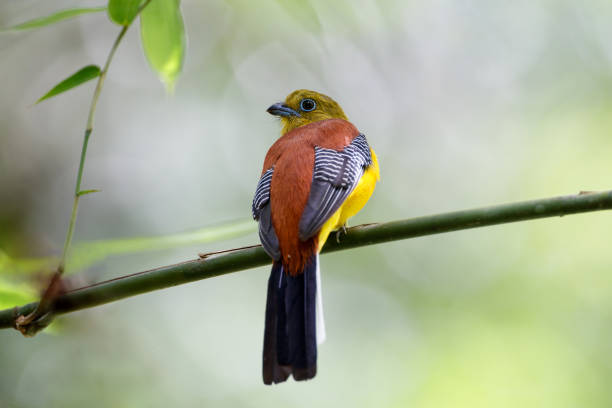 Trogon bird : adult male Orange-breasted trogon (Harpactes oreskios) Beautiful adult male Orange-breasted trogon, uprisen angle view, rear shot, perching on the bamboo branch in the nature of tropical forest, the national park in central Thailand. trogon stock pictures, royalty-free photos & images