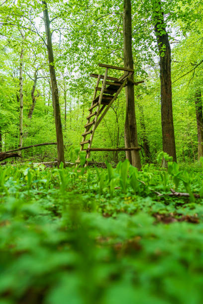 istock Lookout in a natural green forest 1318606638