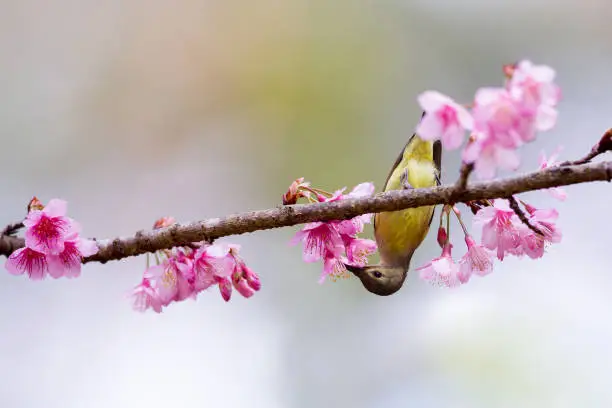 Beautiful adult female Mrs.Gould's sunbird, uprisen angle bird, front shot, in the morning foraging upside down on nectar of the beauty pink flower on the twig in the nature of tropical moist montane forest, northern Thailand.