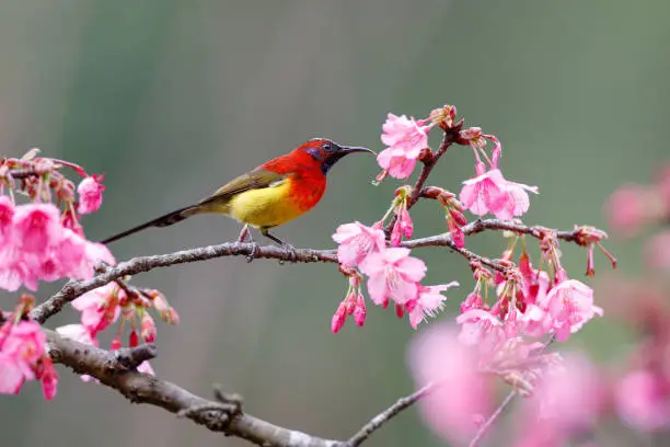 Beautiful adult male Mrs.Gould's sunbird, uprisen angle bird, side shot, in the morning foraging on nectar of the beauty pink flower on the twig in the nature of tropical moist montane forest, northern Thailand.