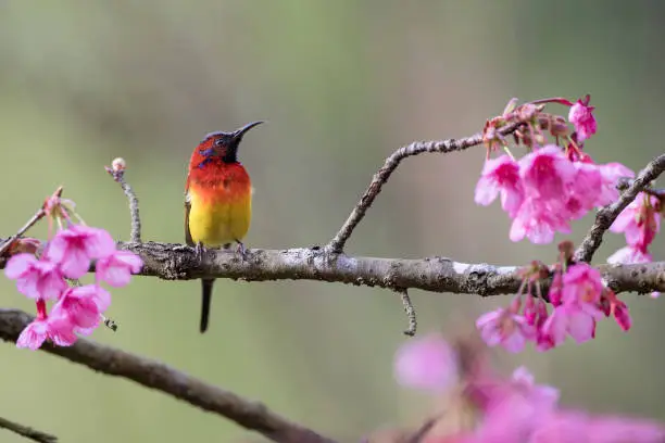 Beautiful adult Mrs.Gould's sunbird, uprisen angle bird, front shot, in the morning foraging on nectar of the beauty pink flower on the twig in the nature of tropical moist montane forest, northern Thailand.
