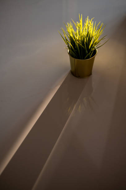 Small tree pot with window sun lighting at concrete floor.