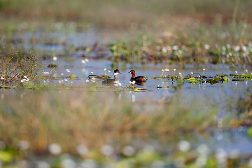 Background of adult Black-necked grebe or eared grebe and Little grebe or dabchick, low angle view, side shot, in the morning floating and swimming which surrounding with white lotus water lily on the largest freshwater swamp and lake in central Thailand.