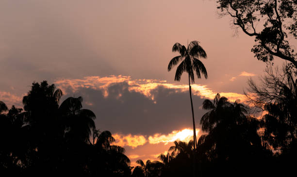 istock Sunset with palm tree silhouette at Koh Rong Island 1318608773