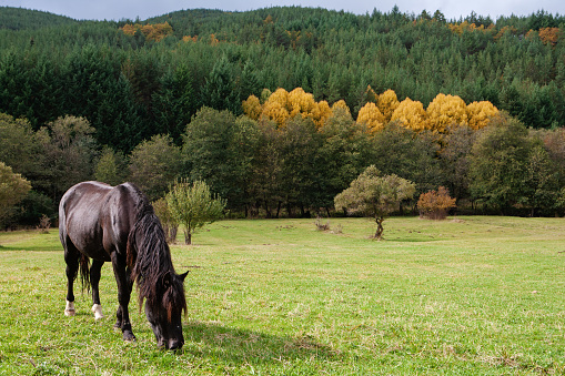 Horse eating grass in a meadow
