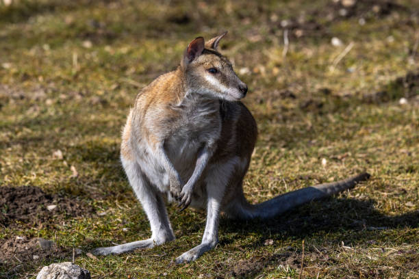 The agile wallaby, Macropus agilis also known as the sandy wallaby is a species of wallaby found in northern Australia and New Guinea.
