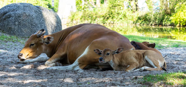 ibu banteng dengan anak, bos javanicus atau banteng merah adalah jenis sapi liar. - sapi bali sapi potret stok, foto, & gambar bebas royalti