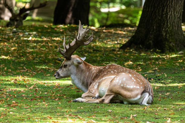 istock The fallow deer, Dama mesopotamica is a ruminant mammal 1318609990