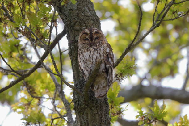istock The tawny owl 1318611319
