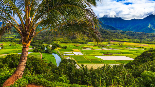 istock Taro fields in beautiful Hanalei Valley 1318611402