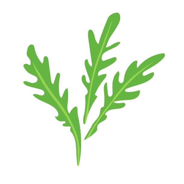 illustrazioni stock, clip art, cartoni animati e icone di tendenza di rucola. il verde lascia la vista aerea. fresco cartoon vegetale biologico isolato su sfondo bianco. stile di design piatto per menu, caffetteria, ristorante, poster, banner, emblema, adesivo, rivista, libro, poster - rucola