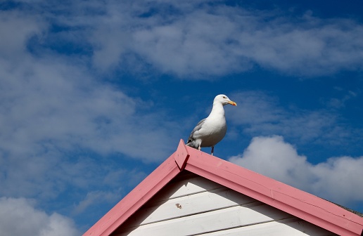 Seagull sitting on the roof a beach hut on a summers day