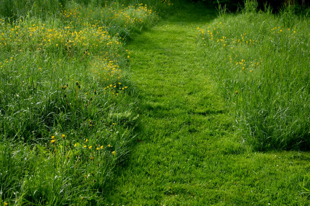 istock path cut by the mower on a narrow footpath. low grass surrounded by a meadow with yellow flowers. 1318612444