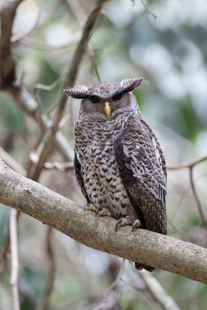 istock Nocturnal bird : subadult Spot-bellied eagle-owl (Bubo nipalensis) 1318612730
