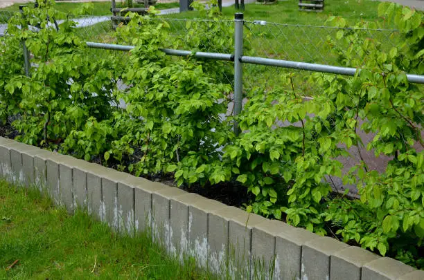 hornbeam green hedge in spring lush leaves let in light trunks and larger branches can be seen natural separation of the garden from the surroundings can withstand drought, carpinus betulus