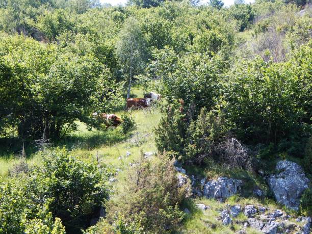 istock Cows grazing in the forest 1318616428