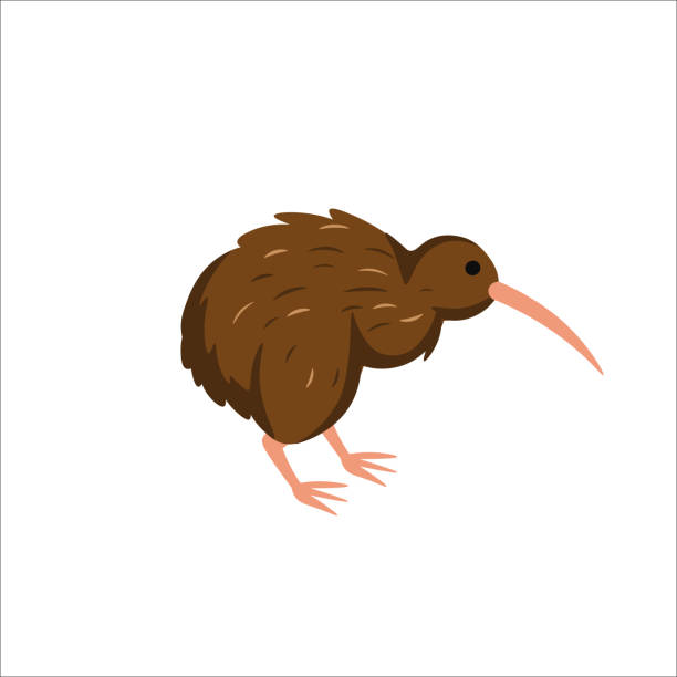 ilustrações, clipart, desenhos animados e ícones de pássaro kiwi de desenho animado em um fundo branco. ilustração de desenho animado plano para crianças. - kiwi