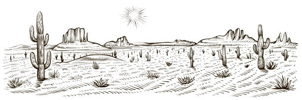 Desert landscape panorama, vector illustration. Line sketch. Desert landscape panorama, vector illustration. Line sketch with cactus, sunset, rocks. desert area stock illustrations
