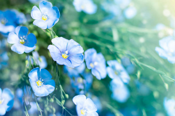 istock little blue cute flowers. horizontal macro summer background 1318620186