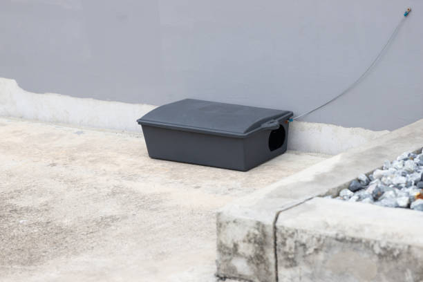 istock A black plastic rat trap on concrete floor. bait poison box for rat. 1318621334