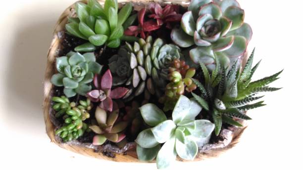 istock plant used in succulent natural habitat 1318621397