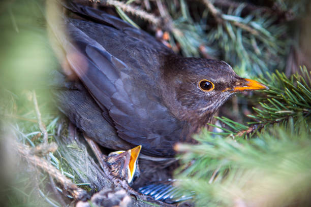 Young blackbirds in the nest