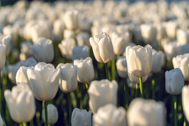 istock Field of white tulips. Selective focus. 1318624196
